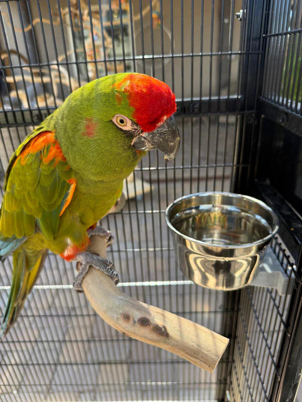 All Natural Perches
